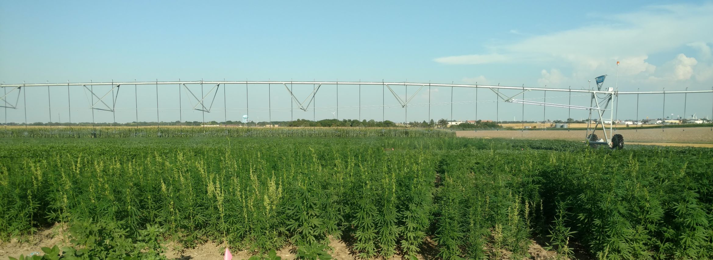 Irrigated Industrial Hemp at Colby